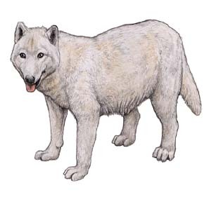 The arctic Wolf, Canis lupus arctos (1935) Phylum... - The Evolution of ...