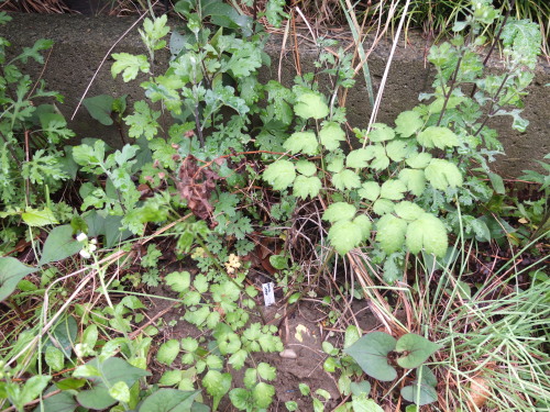 ハルジオンだかヒメジョオンだかが開花＆繁茂。茎が中空なのがハルジオンらしいので、今度見分けよう。生薬は概ね順調。ミントとカジイ...