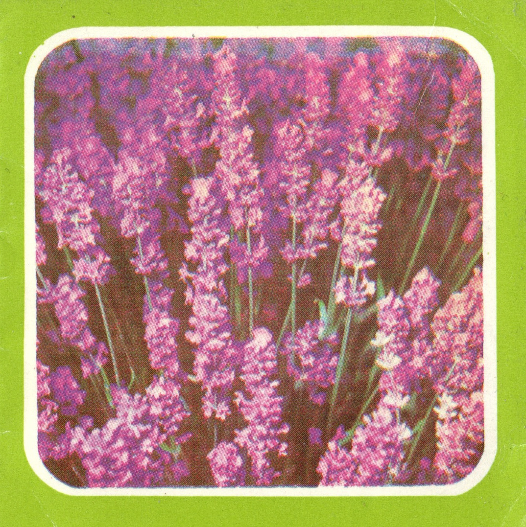 Lavender from a booklet for essential oil made in Simferopol, Crimea in 1992.