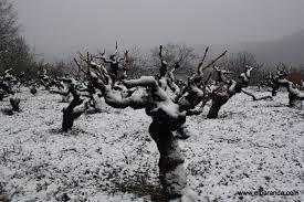 Viñas.
Viajando hacia Albacete, a punto de comenzar el invierno, vemos los enormes viñedos de la Mancha. Las viñas, esas maravillosas parientes de las rosas, ahora meros sarmientos desangelados, parecen aún más pequeñas e insignificantes. Me lo hace...