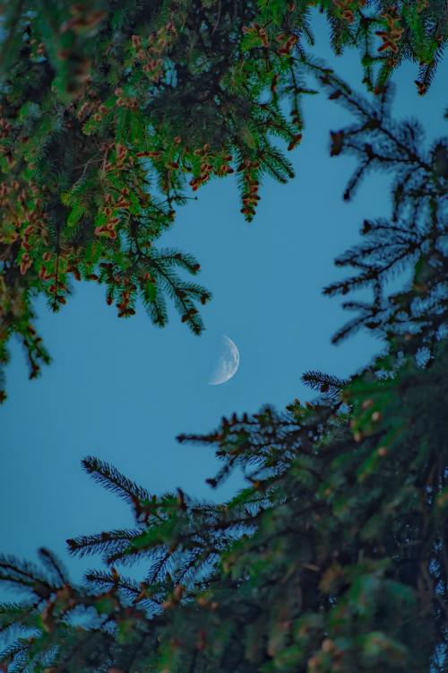 expressions-of-nature