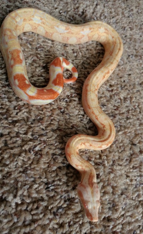 purple snake