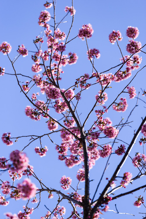 nagaino