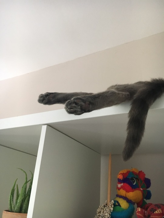 I disturbed his nap
