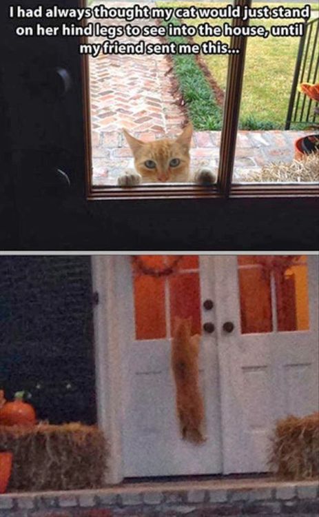 keepcalmimspidey:almostcrazycatlady98:Cats Being Catsi...