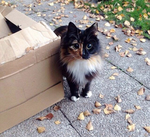 awesome-picz:This Blind Kitty Found On The Street Has Eyes...