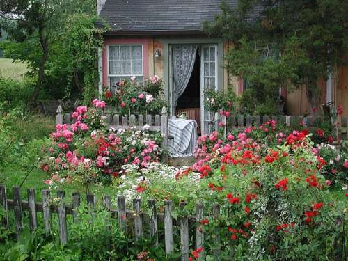 peonyandbee:Cottage Garden with Flower Carpet roses by...