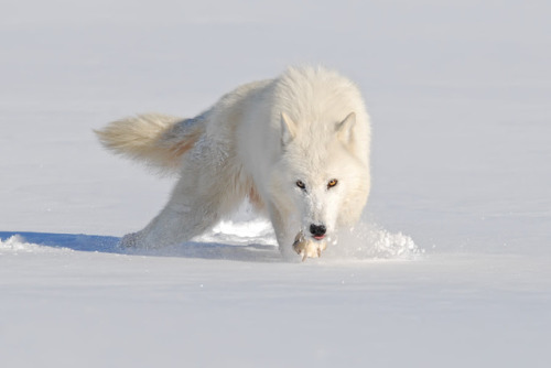 Female Lone Wolf.