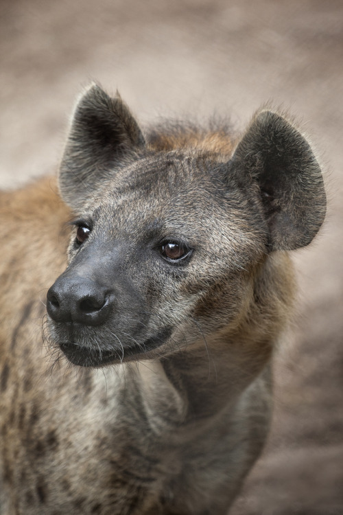 sdzoo:Although dog-like in appearance, the hyena is more...