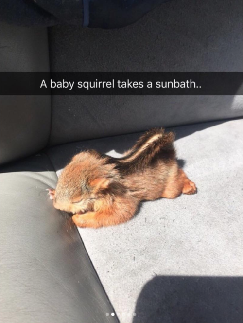 babyanimalgifs:Animal snaps