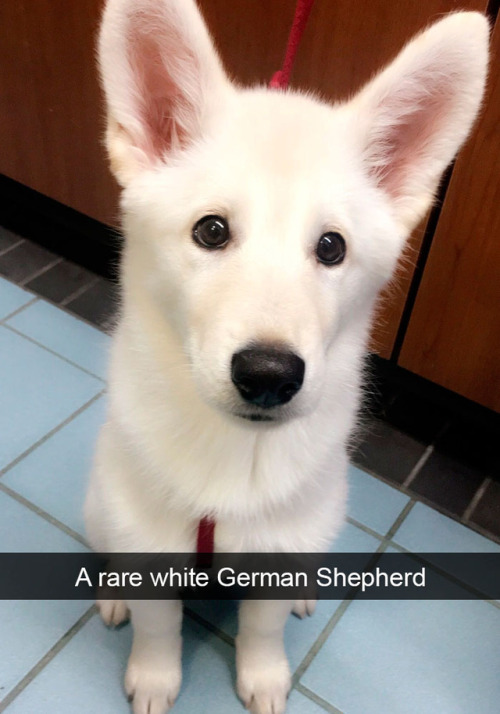 babyanimalgifs:Dog snapsvia @animalsnaps