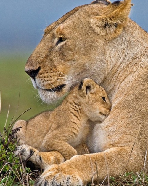 beautiful-wildlife:Shelter by © wildmanrouseA young lion...