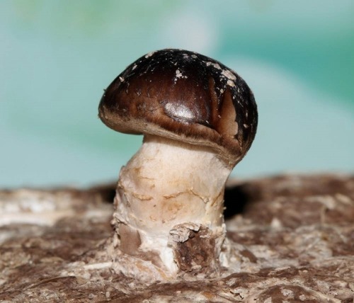 Lentinula edodes (Shiitake)The macro club project (Fungi -...