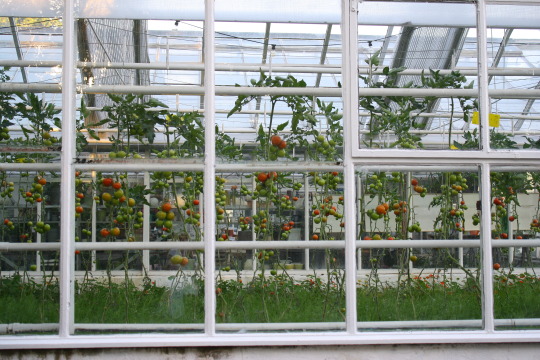 Tomatoes Greenhouse