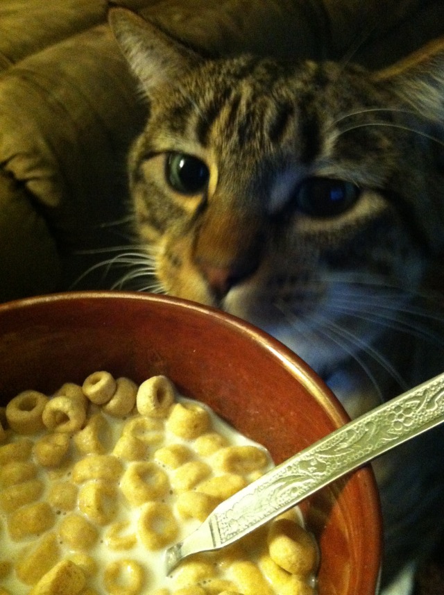 that-s-my-cereal-cat-get-outta-here-cats-where-they-do-not-belong