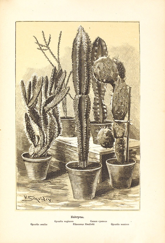 Cacti illustration from “Indoor Gardening” by M. Hesdoerfer. Published in St Petersburg in 1898.