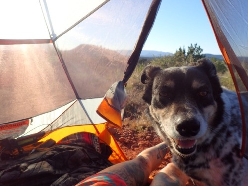 livefreeordrive:Life lately: camping and running trails with...