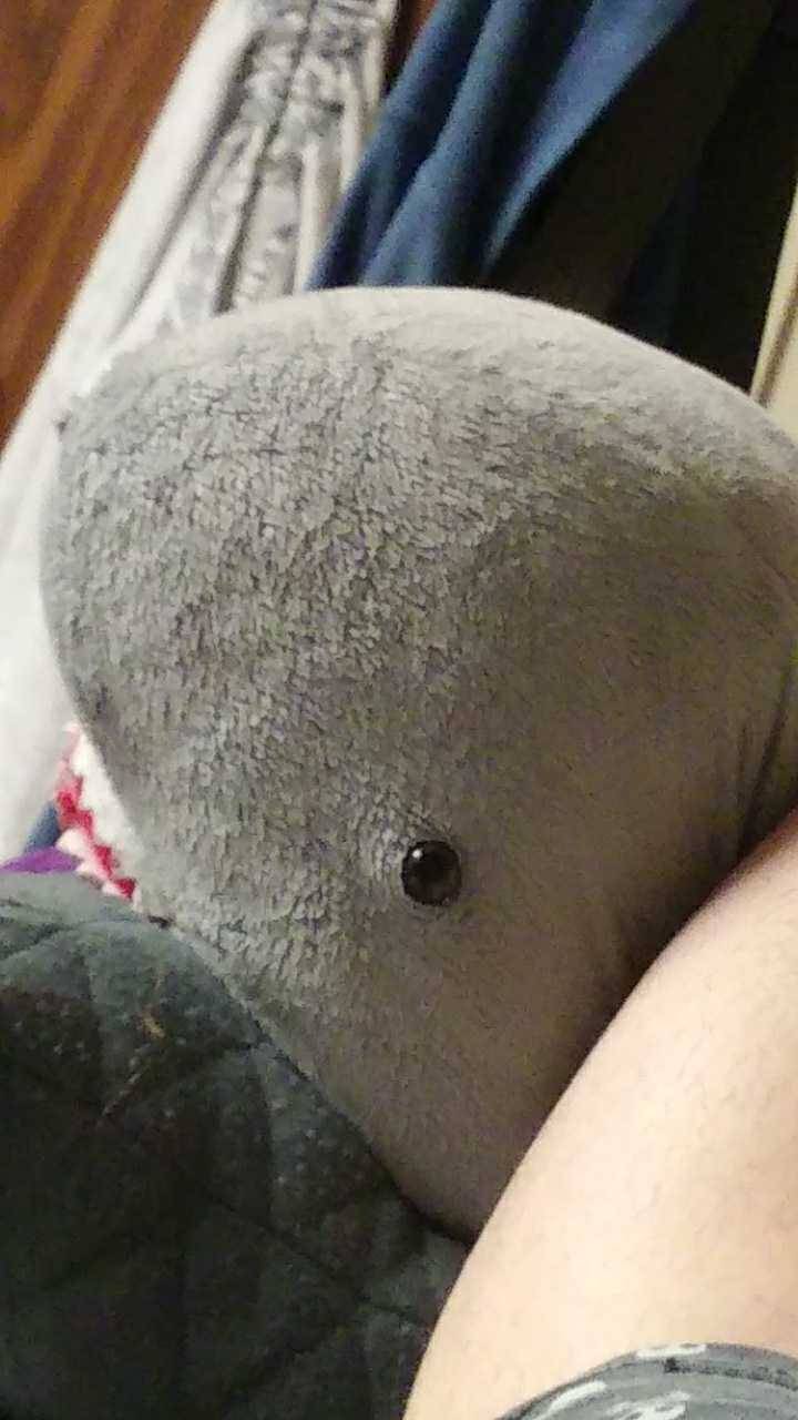 shark pillowpet