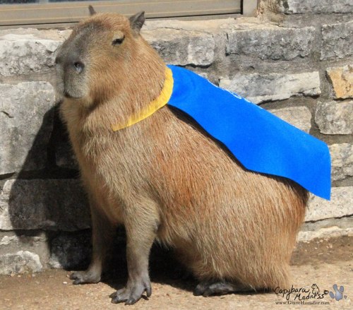 pet capybara | Tumblr