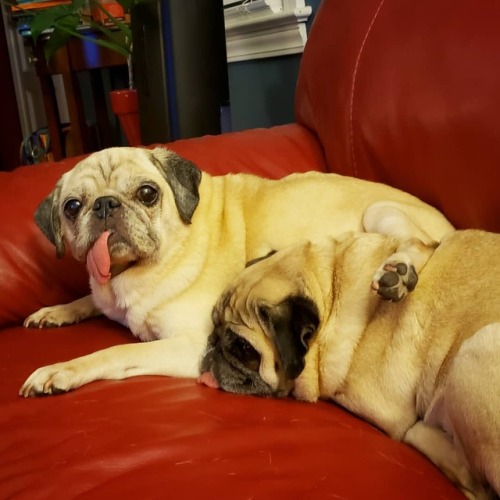 bahhumpug:Sunny is getting back at Mr. Rosy by making her prop...