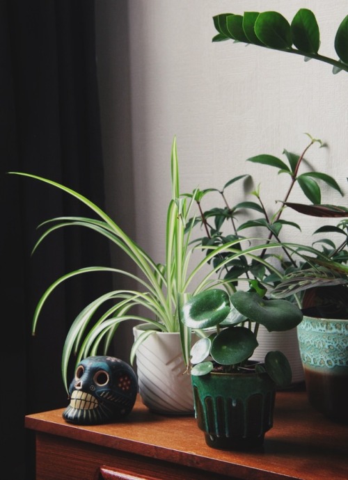 indoor plants on Tumblr