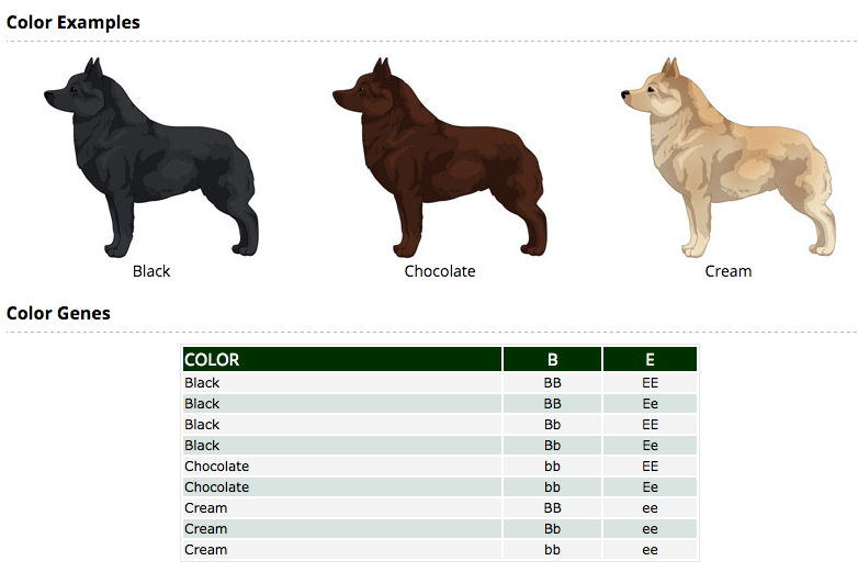 Dog Color Genetics Chart