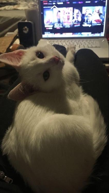 catsonweb:My sister’s kitten might be the actual cutest?by...