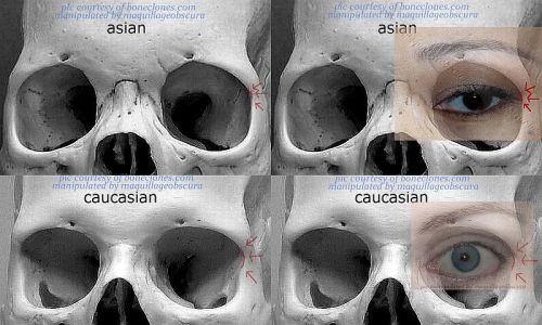 anatoref:Eyes of Different RacesRow 1, 5 (Right) &...