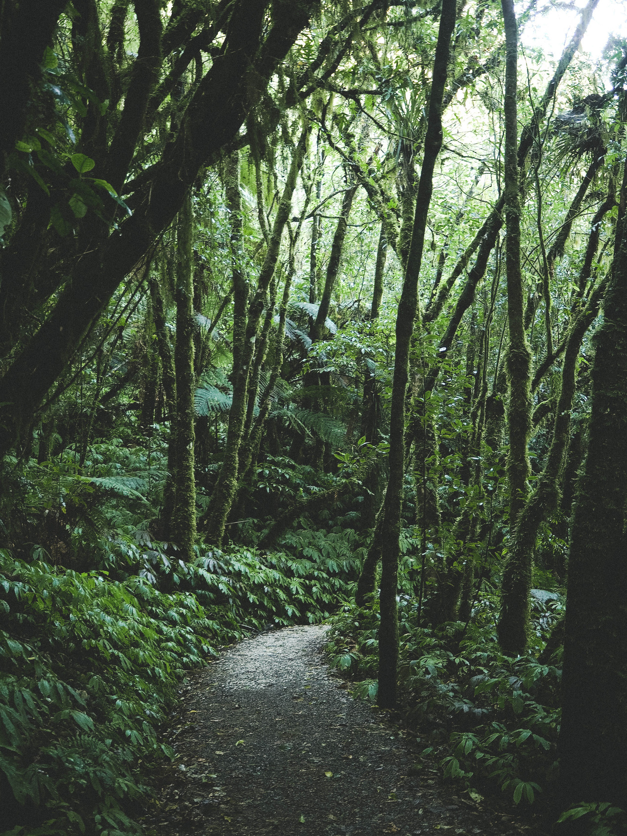 Буковые леса новая Зеландия