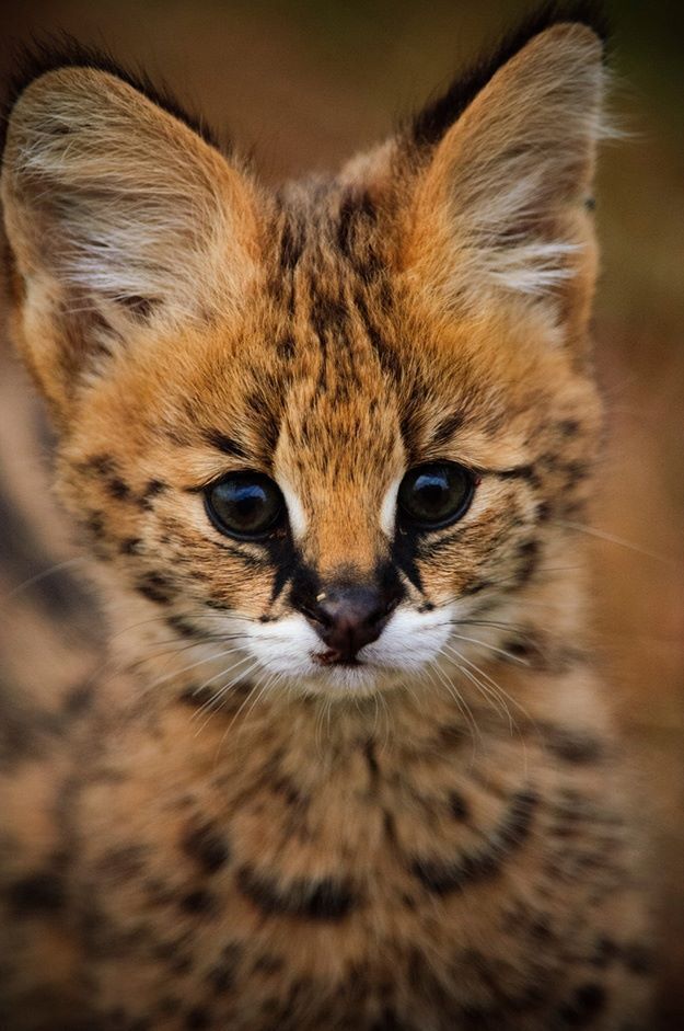 awwww-cute: “An adorable serval kitten (Source: http://ift.tt/2cffkJo) ”