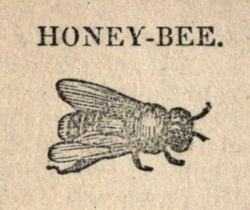 nemfrog:Honey bee. The history of insects. 1860s?