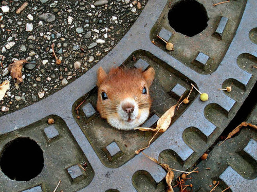 awesome-picz:Adorable Pics To Celebrate Squirrel Appreciation...