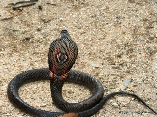 exotic-venom:(Naja kaouthia) monocled cobra