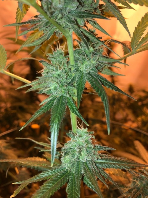 thebigwillay:CBD day 57 of flower