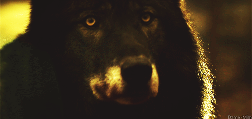 Kptallat a kvetkezre: „wolves gif tumblr”