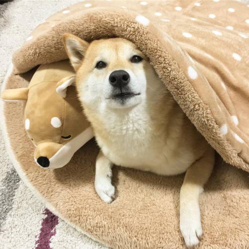 cute japanese dog Tumblr