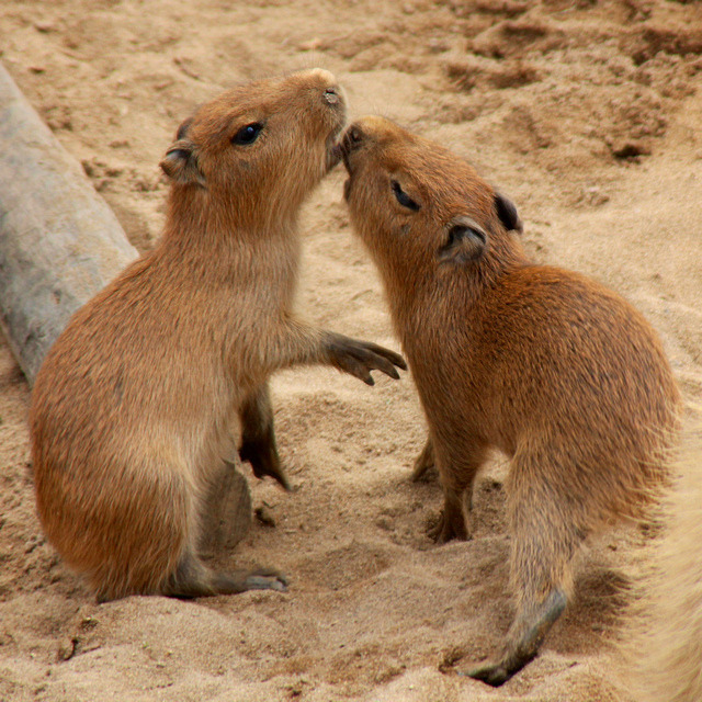 Kissing capybara babies by Penny Hyde.