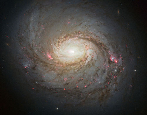 the-wolf-and-moon:Messier 77, Rose Galaxy 