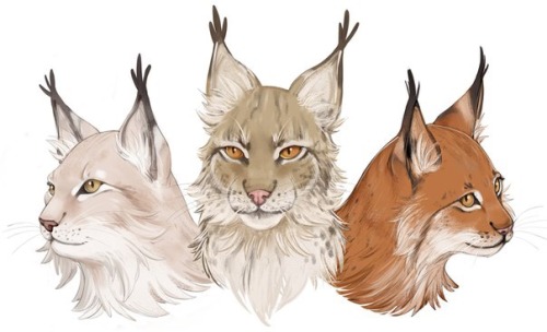 alinajames:Lynx triptych!