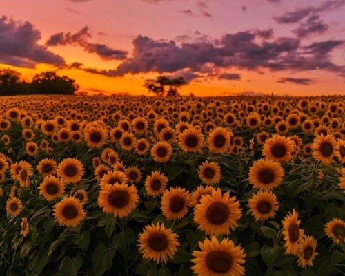  sunflower  field on Tumblr 