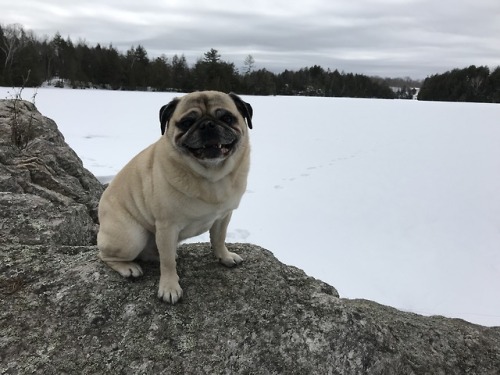 pug-chronicles:Frozen lake adventures at the cottage!