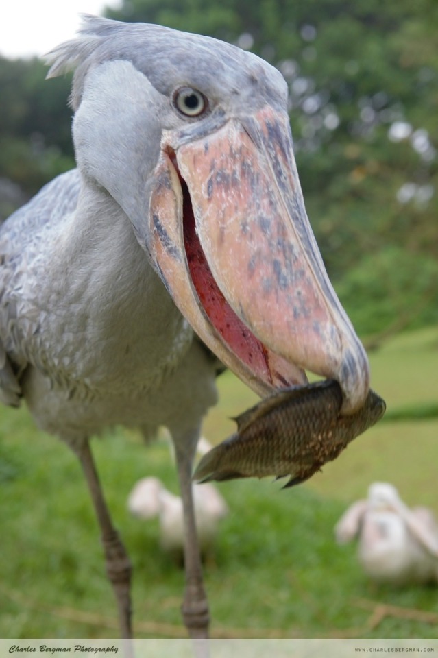 angry giant shoebill