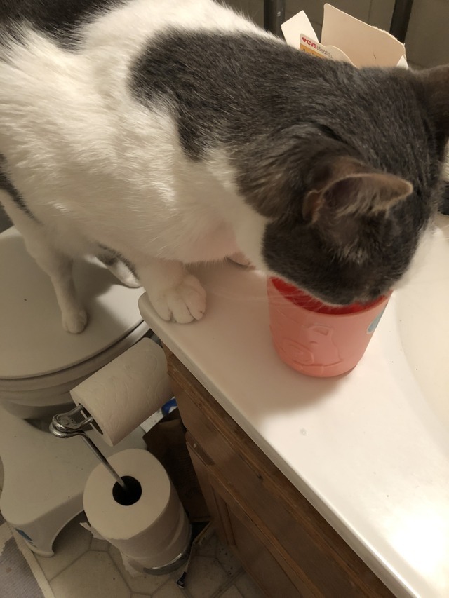 supercutedinosaurs — This is the only way my cat will drink water now...