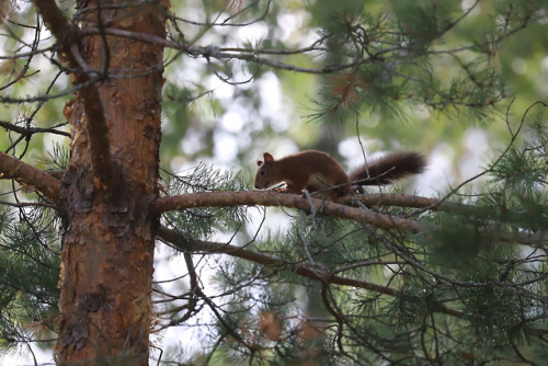 michaelnordeman:Red squirrel/ekorre.