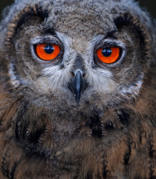 photowilliams:Young European Eagle OwlBubo bubo