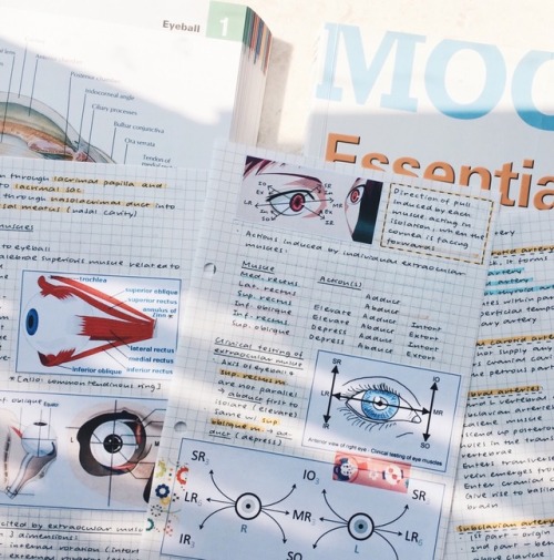 cielstudies:probably the nicest anatomy notes i’ve made so far...