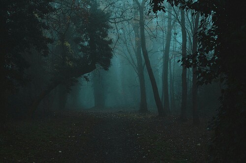 dark forest on Tumblr