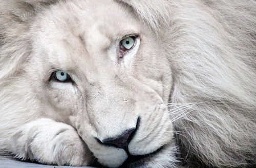 Resultado de imagem para leão branco