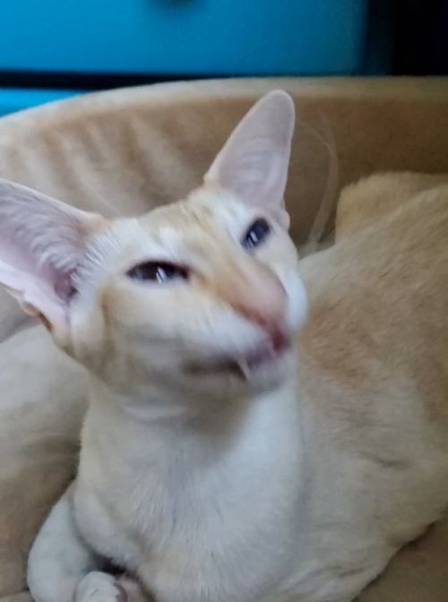 Oriental Shorthair Tumblr