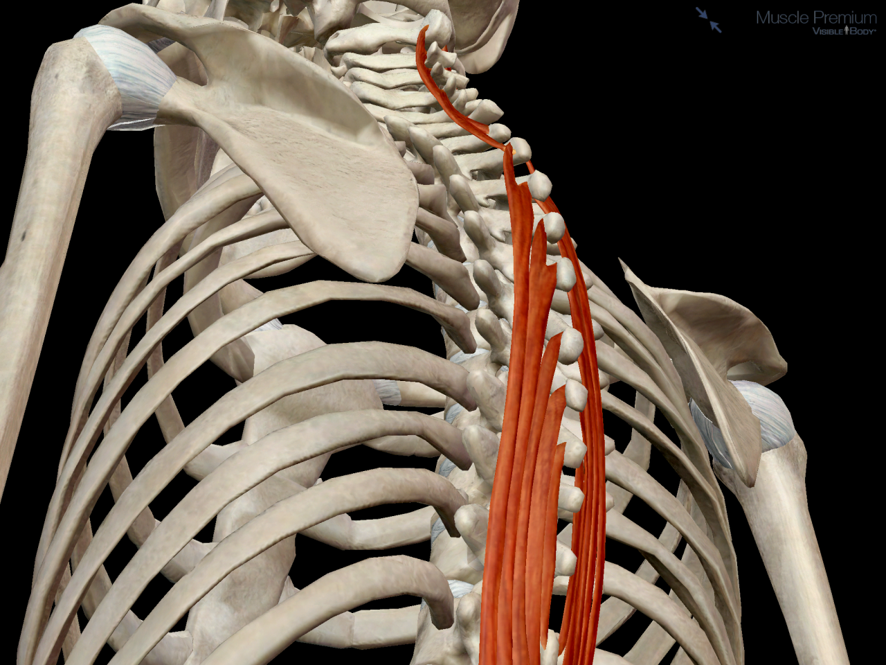 the-spinalis-is-a-muscle-of-the-back-located-in